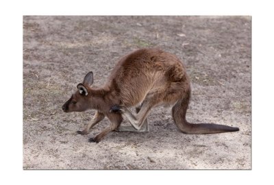 Halls Gap Zoo 34.jpg