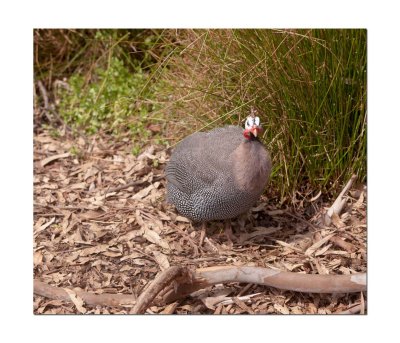 Halls Gap Zoo 43.jpg