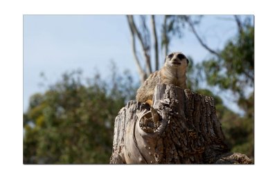 Halls Gap Zoo 52.jpg