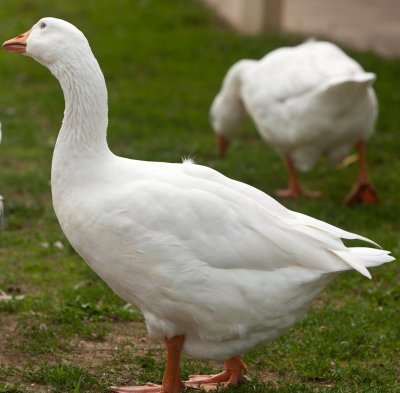Goose