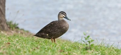 Duck