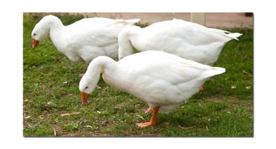 Geese
