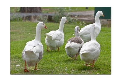 Geese running away