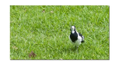 A little Magpie