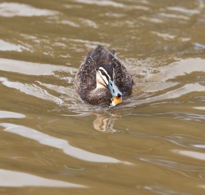 Duck having a feed