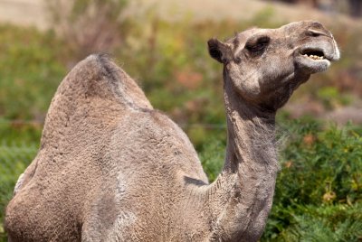 Halls Gap Zoo 49.jpg