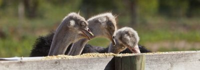 Halls Gap Zoo 58.jpg