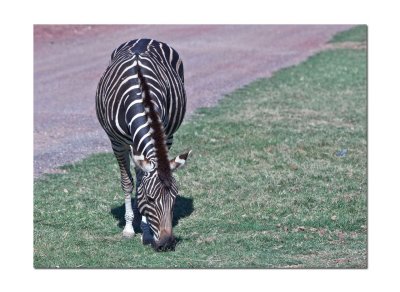 Werribee Zoo 40.jpg