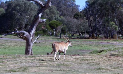 Werribee Zoo 57.jpg