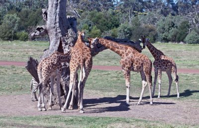 Werribee Zoo 46.jpg