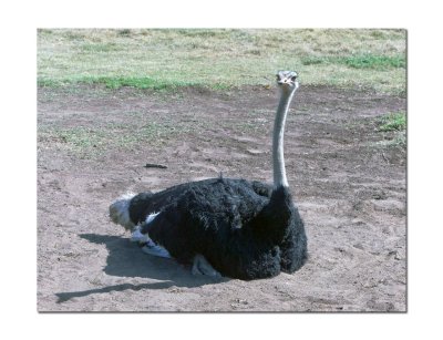 Werribee Zoo 49.jpg