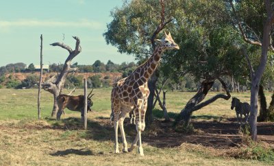 Werribee Zoo 24.jpg