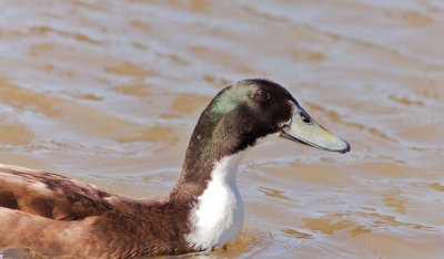 Duck 1.jpg