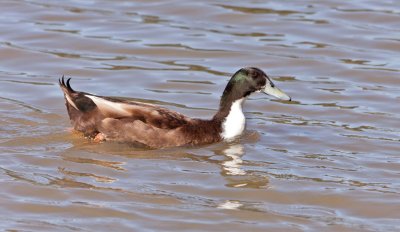 Duck 3.jpg