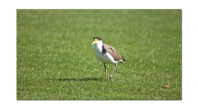Plover 1.jpg