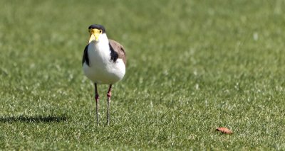 Plover 3.jpg