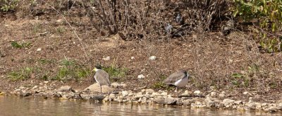 Plover 4.jpg
