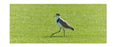 Plover 2.jpg