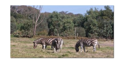 Werribee Zoo 97.jpg