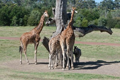 Werribee Zoo 92.jpg