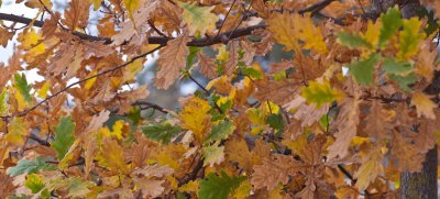 Autum Oak leaves 1.jpg