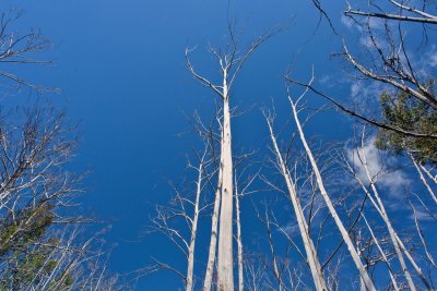 Trees on blue.jpg