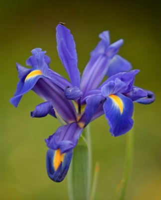 Iris blue and yellow.jpg