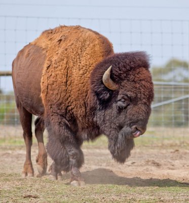 Big Bison.jpg