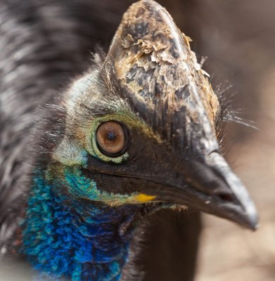 Bird with attitude.jpg