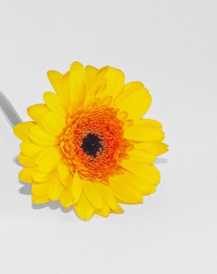 Cut flowers 6.jpg