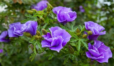 Flower purple and green 1.jpg