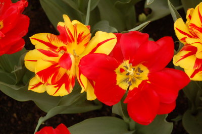 Spring Flowers at Keukenhof Gardens