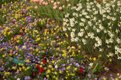 Spring Flowers at Keukenhof Gardens