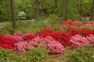 The New Azalea Garden at the New York Botanical Garden