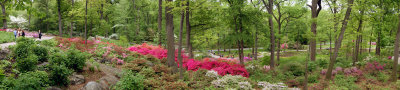 The New Azalea Garden at the New York Botanical Garden