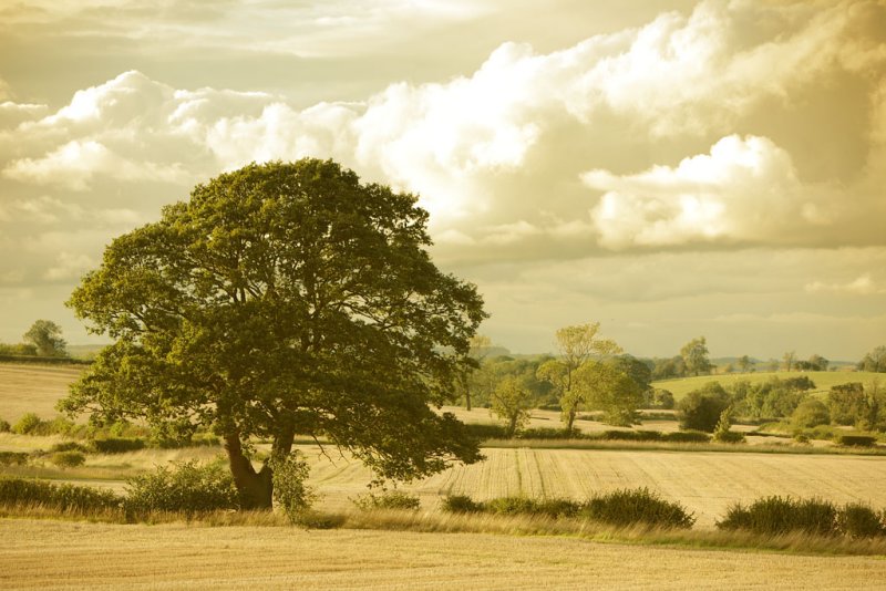 20110908 - Just a Tree