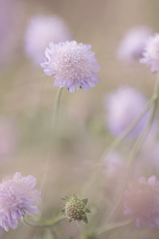 20120727 - Fluffballs