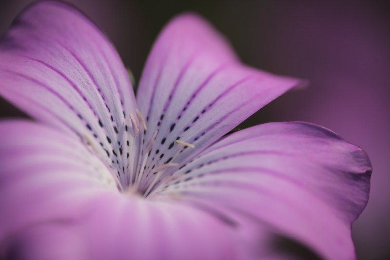 20120908 - Flower
