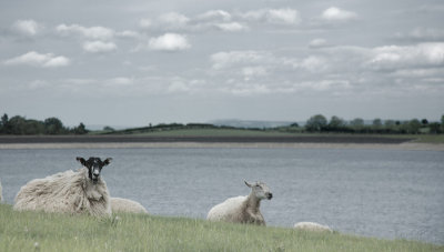 20110521 - Reservoir Sheep