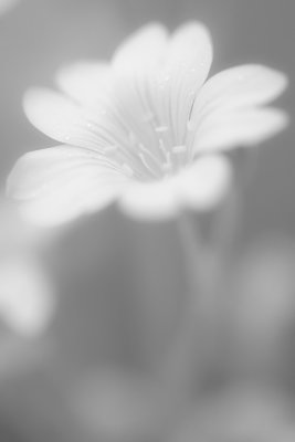 20110604 - Dismal Dull Day