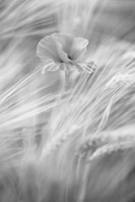 20110607 - Poppy in Barley