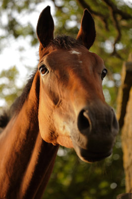 20110610 - Sorry Mr Horsey