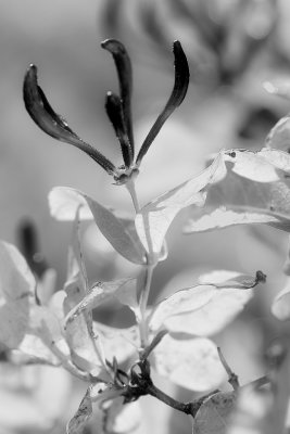 20110623 - The Lazy Shot