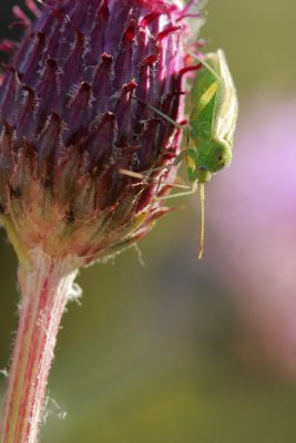 20110713 - Lil Green Thing