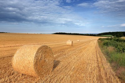 20110714 - From Bugs to Bales