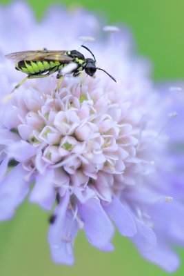 20110722 - Green Bug Blue Flower