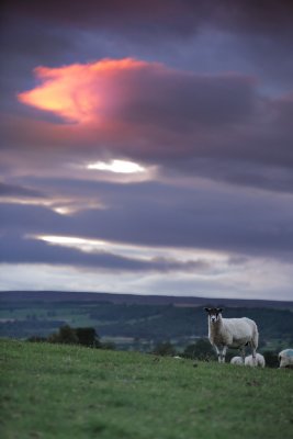 20110830 - Slim Pickings