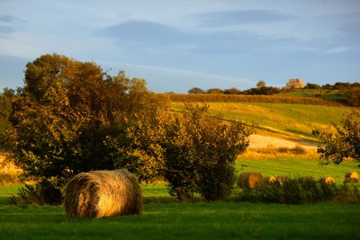 20110923 - Shaggy Bale