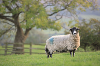 20111001 - Sheep