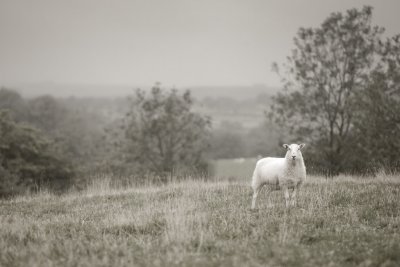 20111009 - Grey and Miserable